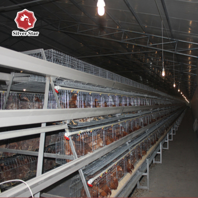 A Type Automatic Layer Cage With Feeding System And Egg Collection 4 Tiers