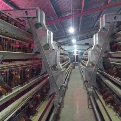 3-Tier / 4-Tier A-Type Layer Chicken Cage with Automatic Feeding & Egg Collection and Hot-Dip Galvanized Steel