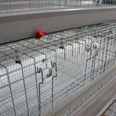 Automated H-Type Broiler Battery Cage System with Hot-Dip Galvanized Steel for High-Density Poultry Farming