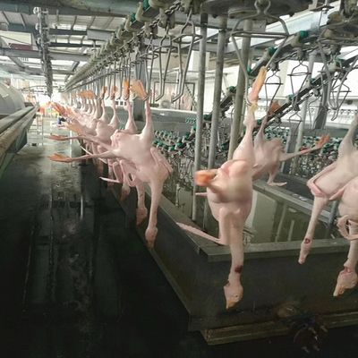 Hot-Dip Galvanized Battery Chicken Cage Fully Automated IoT-Controlled with Medical-Grade Disease Prevention for Poultry Farming Equipment