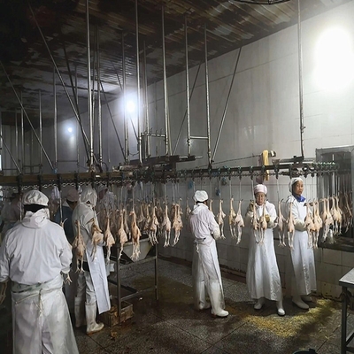 3000 Birds / H Poultry Slaughtering Equipment Chicken Slaughter Line 10000BPH