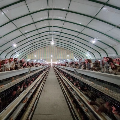 H Frame Layer Poultry Battery Cage With Belt Or Scraper Manure Removal System