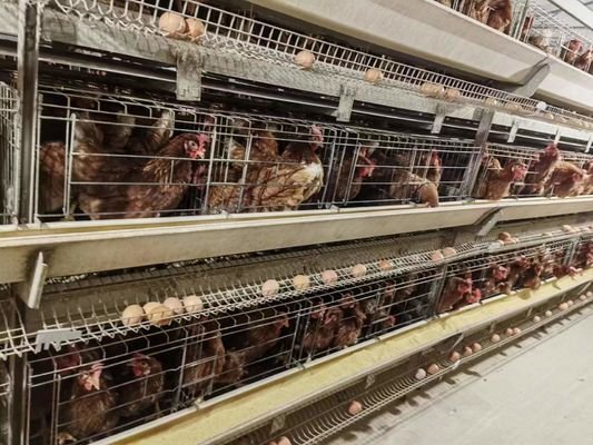 H-Type Automatic Layer Battery Cage System 15-20 Year Service Life Fully Automated Hot-Dip Galvanized for Poultry Farming