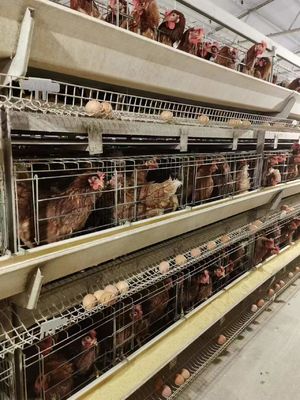 H-Type Automatic Layer Battery Cage System 15-20 Year Service Life Fully Automated Hot-Dip Galvanized for Poultry Farming