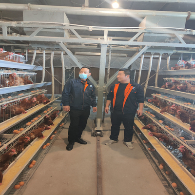 Layer Poultry Battery Cage With Belt Or Scraper Manure Removal System