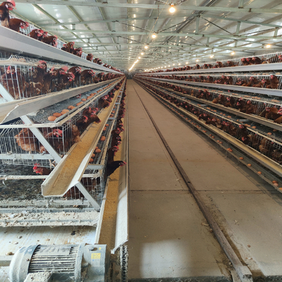 Q235 Chicken Farming Equipment , 54-384 Birds/Set H / A Type Layer Cage