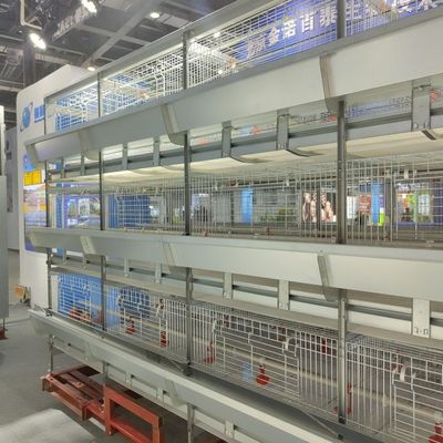 Automatic H-Type Baby Chick Cage System with Galvanized Steel and 100-300 Chickens/set Capacity