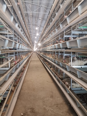 Layer Chicken Cages With Hot-dip Galvanization And Stacking Increase Feeding Density And Productivity.