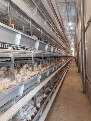 H Type Full Automatic Egg Layer Chicken Cage Hot Dip Galvanized Material