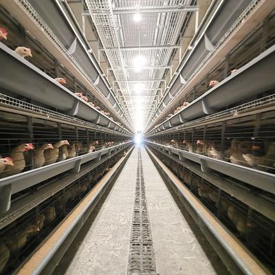 H-Type Automatic Layer Battery Cage System | Henan Silver Star