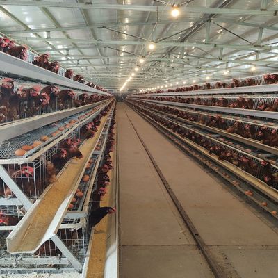 H-Type Layer Battery Cage Hot-Dip Galvanized Full Automation High-Density Breeding Poultry Farming Equipment