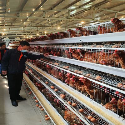 Full Automatic 72 Birds H-Type Poultry Layer Cage Hot-Dip Galvanized Steel Battery Chicken Cage