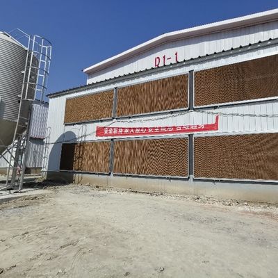 Full Automatic 72 Birds H-Type Poultry Layer Cage Hot-Dip Galvanized Steel Battery Chicken Cage