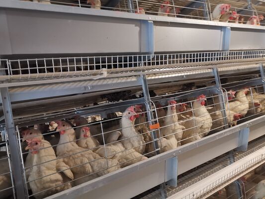 Layer Chicken Cage System | Boost Your Farm Laying Rate