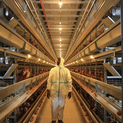 H Type Layer Cage System | Automatic Layer Chicken Cage for Commercial Poultry Farms