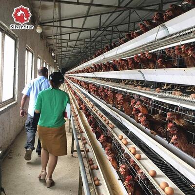 A-Type Layer Chicken Cage System with 3-Tier / 4-Tier Design, Automatic Feeding & Egg Collection, Hot-Dip Galvanized Steel