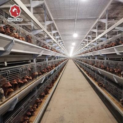 H-Type Automatic Layer Battery Cage System with Hot-Dip Galvanized Steel for Automated Egg Collection and 15-20 Years Service Life
