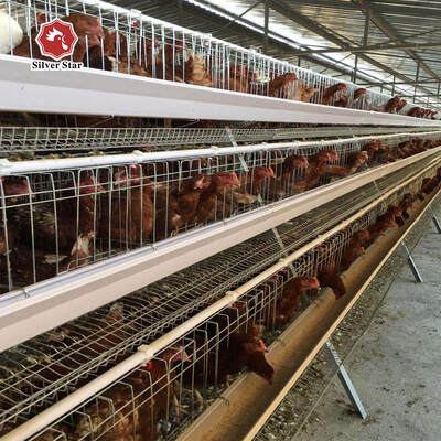 Hot-Dip Galvanized A-Type Broiler Battery Cage System with Automatic Manure Removal for 3-5 Broiler Chickens per Cage
