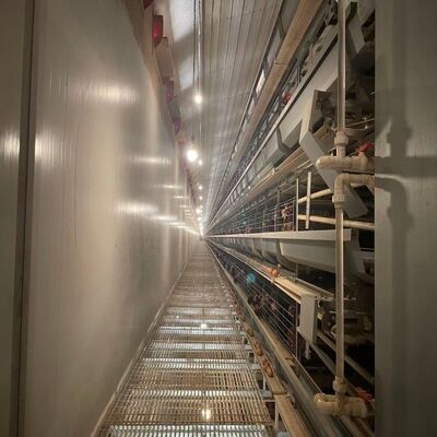 High-Density H-Type Automatic Layer Battery Cages | 3-8 Tiers Turnkey Poultry Farm Equipment