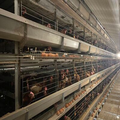 Fully Automatic H-Type Broiler Chicken Cage System with Auto Feeding & Cleaning for High Density Commercial Meat Chicken Farms