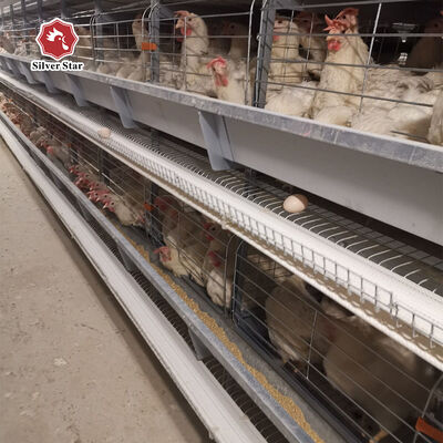 Automated H Frame Egg Production Cage Industrial Anti-corrosion Durable Material Long Service Life Poultry Farming Equipment