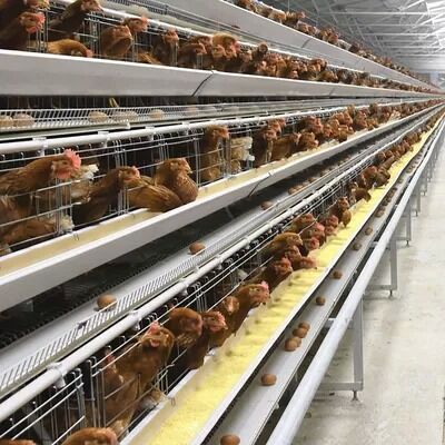 Automated H Frame Egg Production Cage Industrial Anti-corrosion Durable Material Long Service Life Poultry Farming Equipment