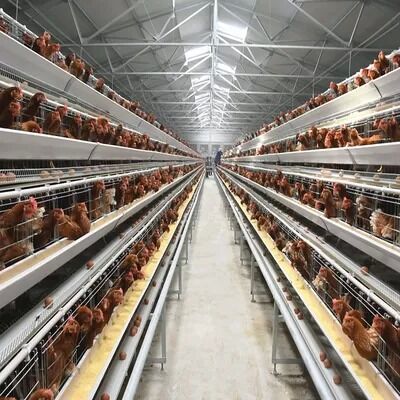 Automated H Frame Egg Production Cage Industrial Anti-corrosion Durable Material Long Service Life Poultry Farming Equipment