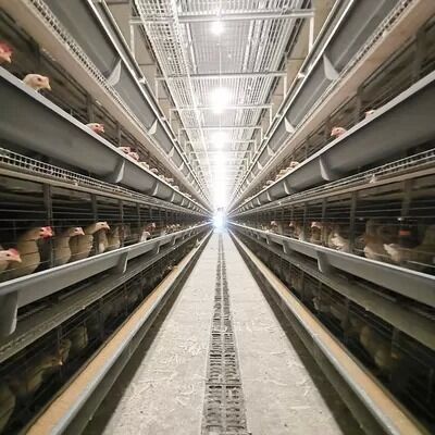 Automated H Frame Egg Production Cage Industrial Anti-corrosion Durable Material Long Service Life Poultry Farming Equipment