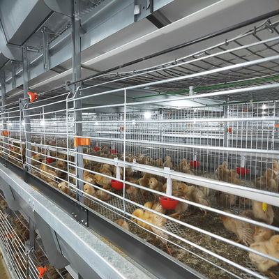 Hot Dip Galvanized Automatic Broiler Battery Cage System for 100-300 Chickens with Automatic Feeding Trough