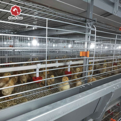 Customized Multi Layer Poultry Cage Automatic Egg Collection Cages