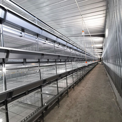 380V 50HZ Automatic Broiler Equipment For Chicken House SONCAP Approval