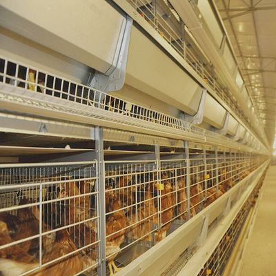 H Type Automatic Chicken Layer Cage Uganda Poultry Farm 30000 Birds