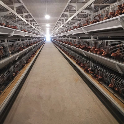 380/220V Layer Farming Cage , Q235 Chicken Laying Eggs Cage