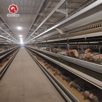 20000 Birds Layer Poultry Equipment , SGS 3mm A Frame Layer Cages