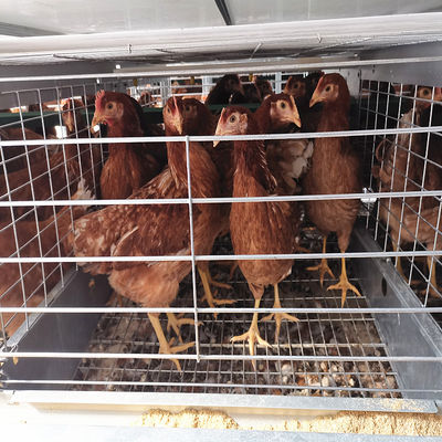 144 Birds H Type Chicken Cage , Q235A HDG Chicken Laying Eggs Cage