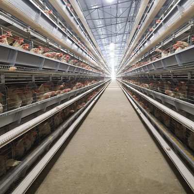 Poultry Farm Battery Layer Automatic Chicken Cage 4 Tiers 5000 Birds Egg Laying