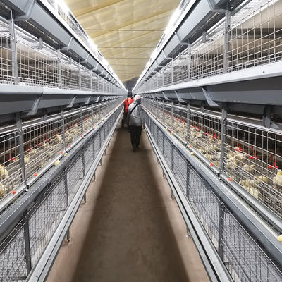 H Type 3 Tiers 4 Tiers Poultry Farm Broiler Cage Equipment for 50000 chickens
