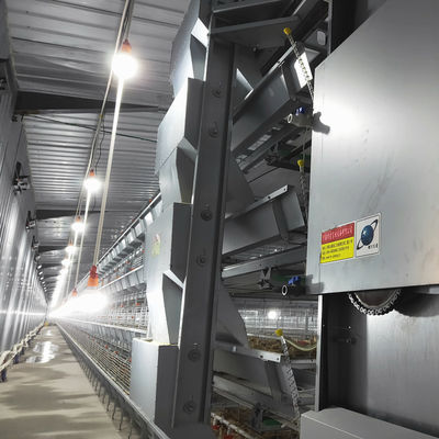 Automated H-Type Meat Broiler Cage System with Hot-Dip Galvanized Steel for High-Density Poultry Farming