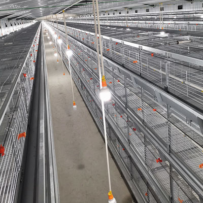 Automated H-Type Meat Broiler Cage System with Hot-Dip Galvanized Steel for High-Density Poultry Farming