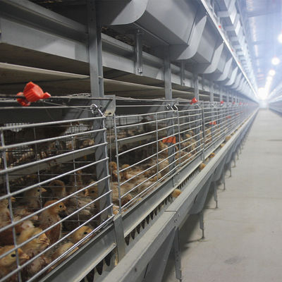 Fully Automated Hot-Dip Galvanized H-Type Broiler Cage System for High-Density Poultry Farming