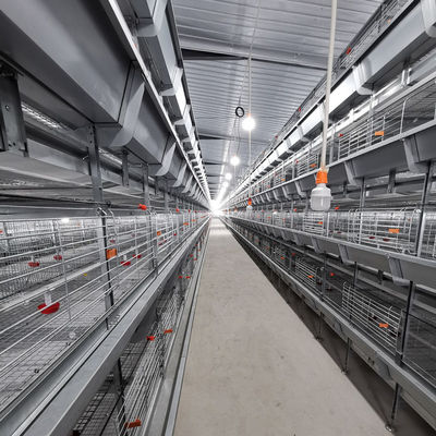 Fully Automated Hot-Dip Galvanized H-Type Broiler Cage System for High-Density Poultry Farming