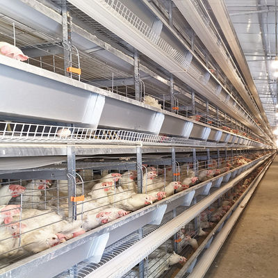 H Type Fully Automatic Broiler Chicken Cage 144 Chickens 162 Chickens