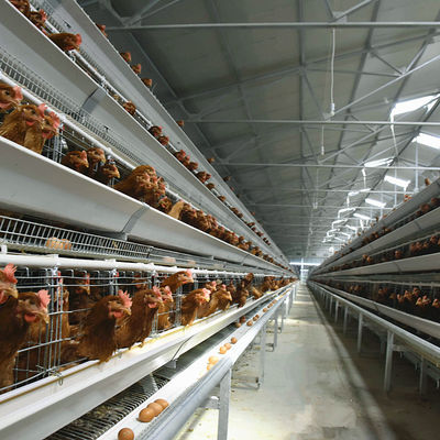 H Type Fully Automatic Broiler Chicken Cage 144 Chickens 162 Chickens