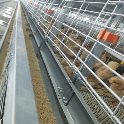 380V 50HZ Automatic Broiler Equipment For Chicken House SONCAP Approval