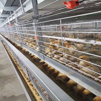 Battery 192 Birds Layer Hen Cage , SGS W1200mm Broiler Poultry Equipment