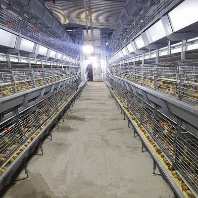 Q235 Steel Broiler Cage System , 108-144 Birds 4 Tier Layer Cage