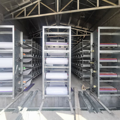 Multi Tier Poultry House Cleanout Equipment , 1.2mm 220v Battery Cage System