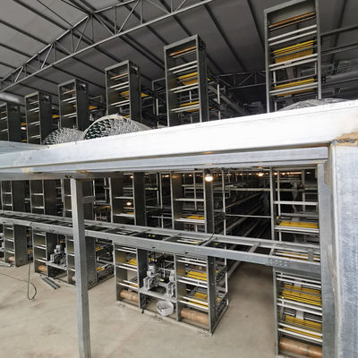 3PH 1mm Hot Galvanized Steel Poultry Egg Collection System SGS Approval