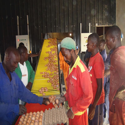 4 Tier Poultry Egg Collection System