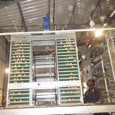 4 Tier Poultry Egg Collection System